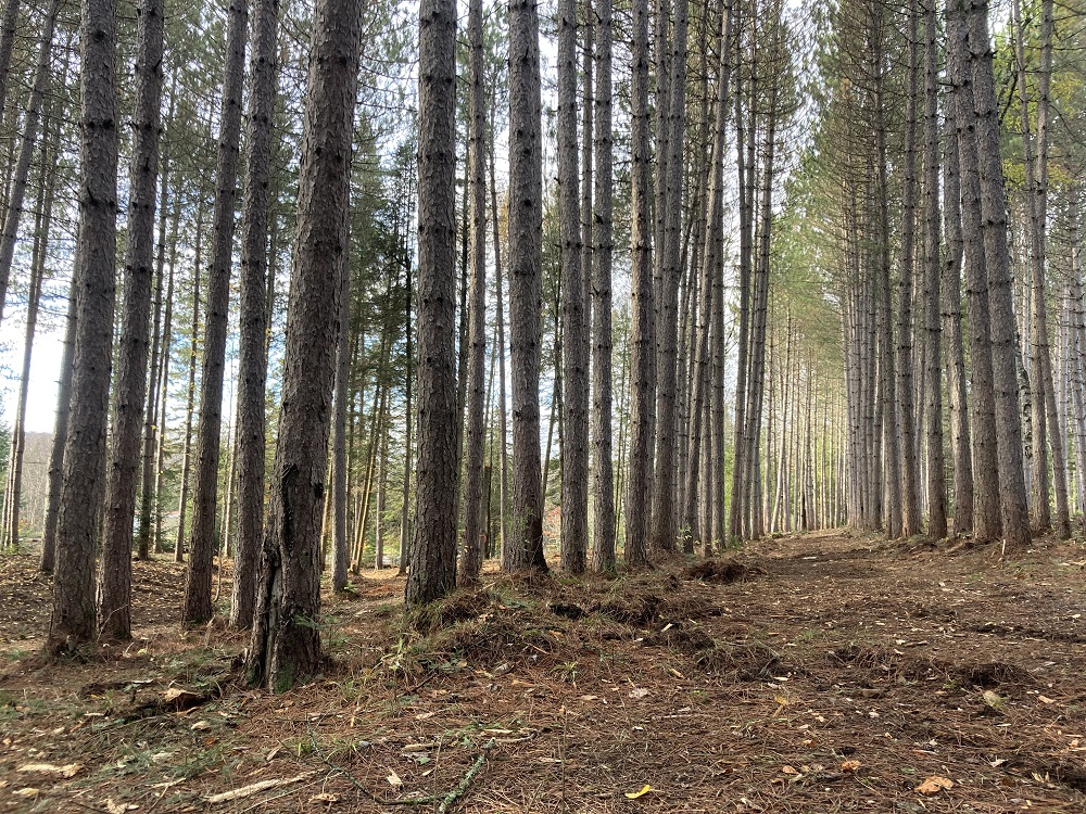 Broyage forestier - plantation 1